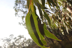 Eucalyptus goniocalyx goniocalyx