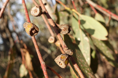 Eucalyptus goniocalyx goniocalyx