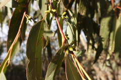 Eucalyptus goniocalyx goniocalyx