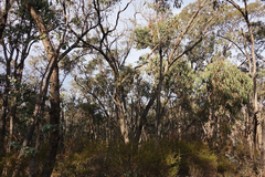 Eucalyptus goniocalyx goniocalyx