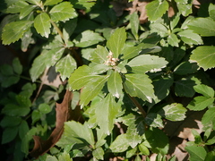 Pachysandra