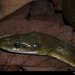 Northern Green Rat Snake - Photo (c) Chris Harrison, some rights reserved (CC BY-NC), uploaded by Chris Harrison