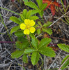 Common Cinquefoil - Photo (c) Charles Wohlers, some rights reserved (CC BY-NC-ND)