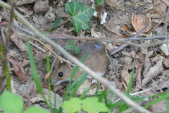 Apodemus flavicollis