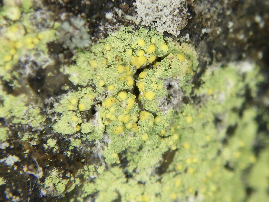 Sulphur Dust Lichen
