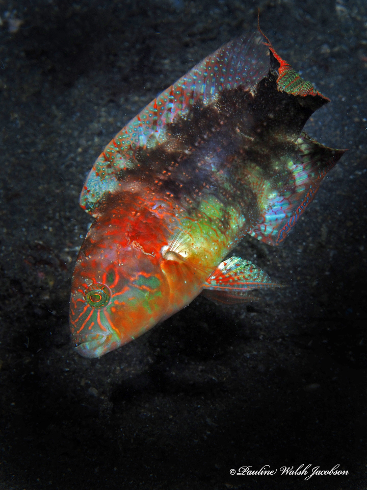Twospot wrasse