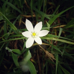 Ornithogalum umbellatum