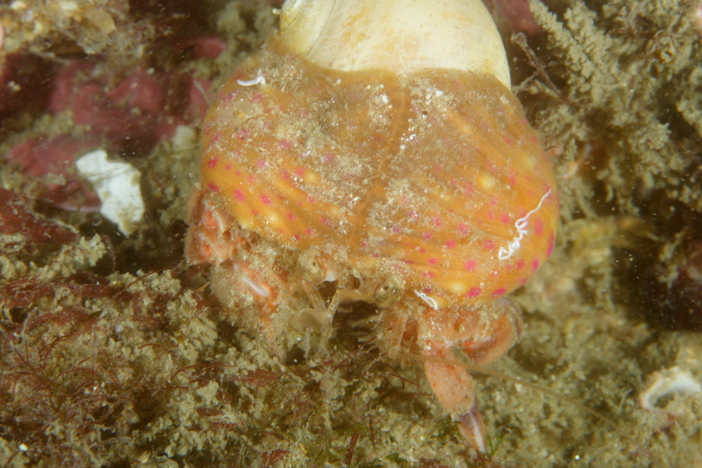 Adamsia