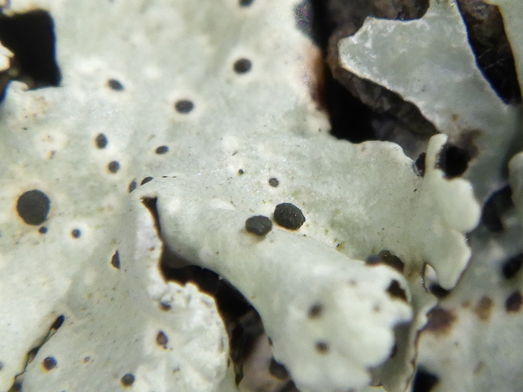 Abrothallus microspermus