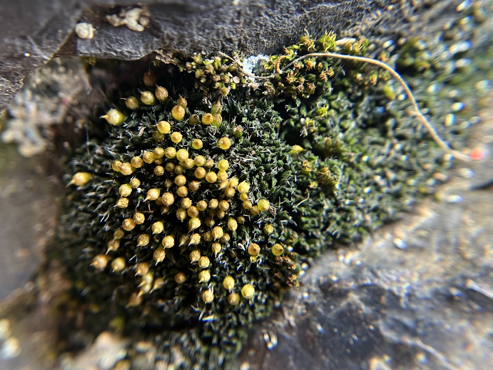 Coscinodon cribrosus