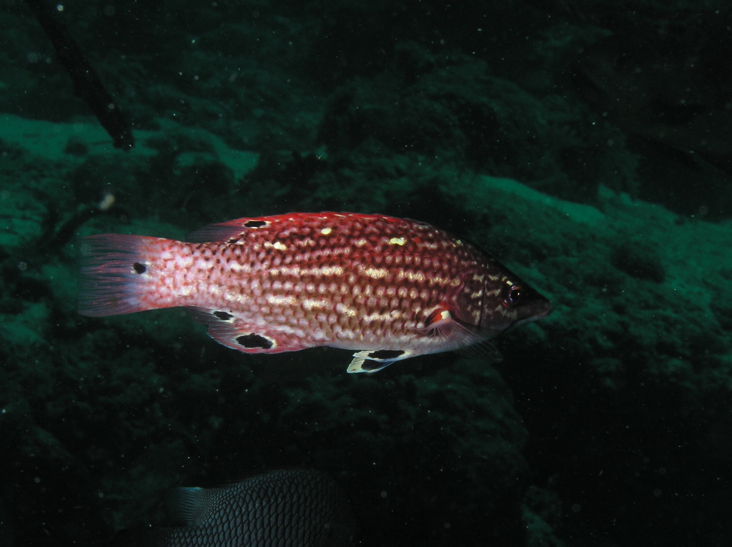 False Diana's Pigfish