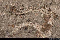 Senticolis triaspis triaspis