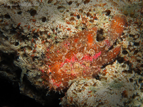 Abantennarius coccineus