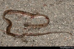 Senticolis triaspis triaspis