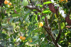 Passiflora nigradenia, photograph (c) Vincent A. Vos, some rights reserved (CC BY)