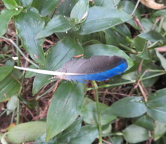 Platycercus eximius eximius