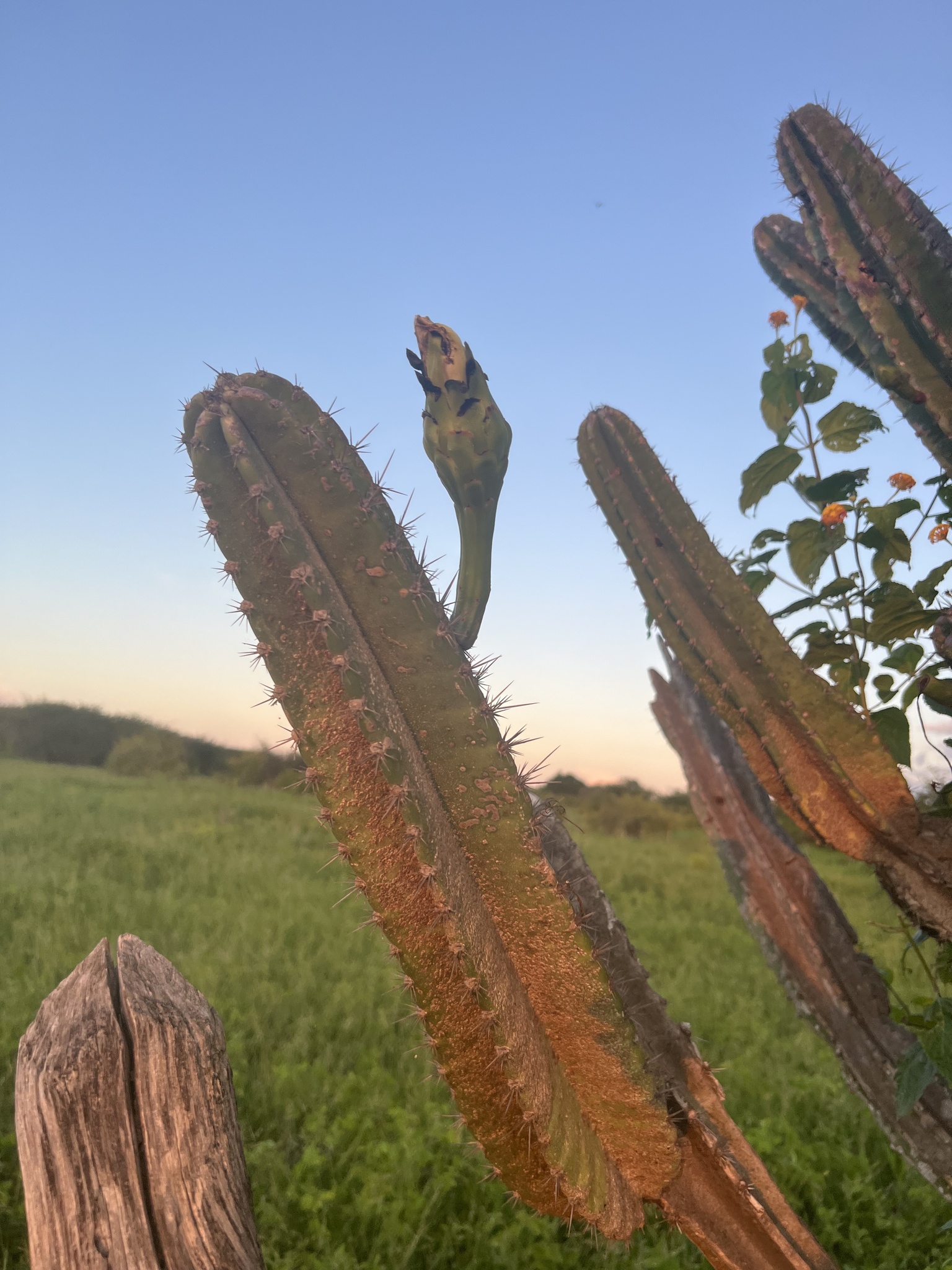 Cereus jamacaru