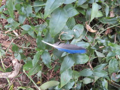 Platycercus eximius eximius