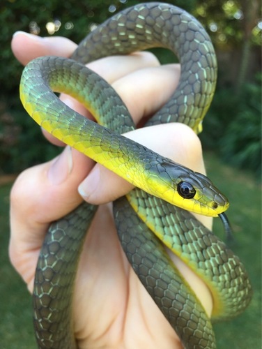 Common Tree Snake sighting