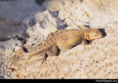 Sceloporus teapensis