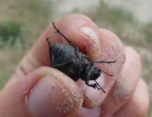 Pimelia muricata