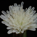 White Flatweed - Photo no rights reserved, uploaded by 葉子