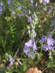 Veronica austriaca jacquinii