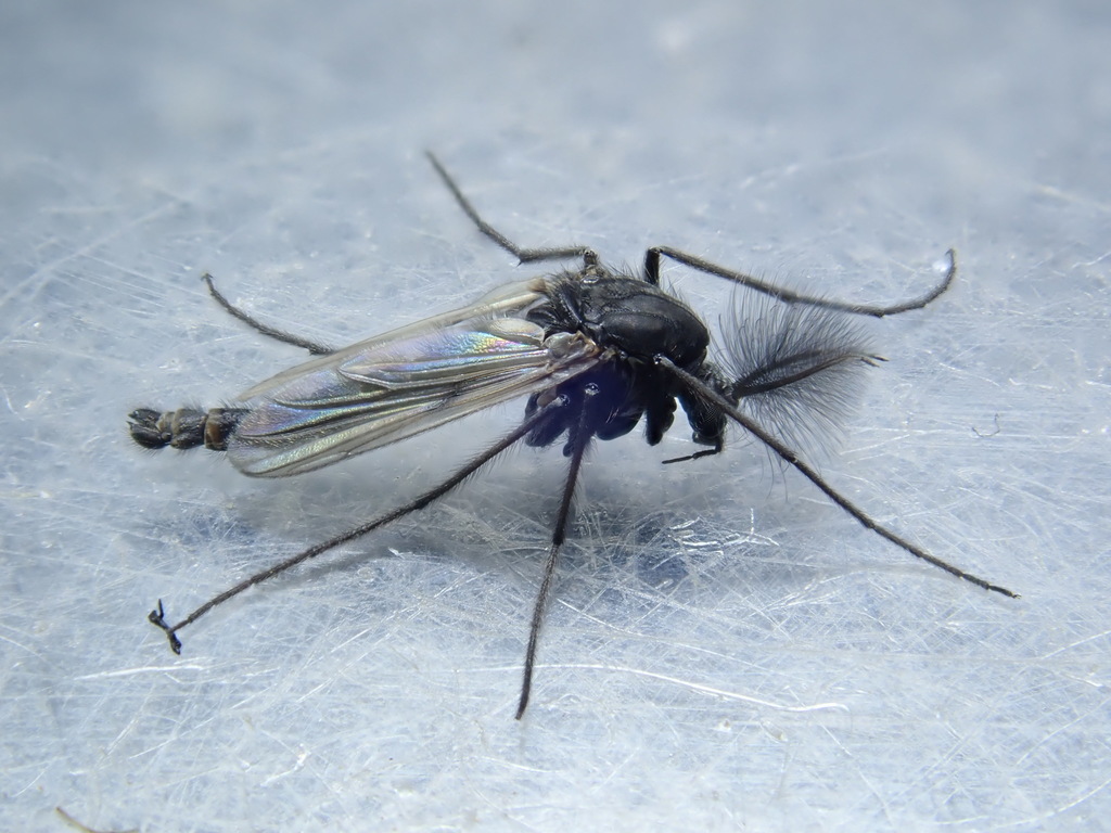 Procladius choreus