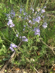 Veronica austriaca jacquinii