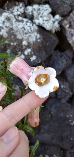 Foto de Campanulácea-dos-Açores