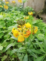 Erysimum × cheiri