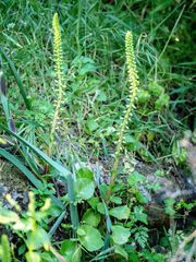 Umbilicus horizontalis