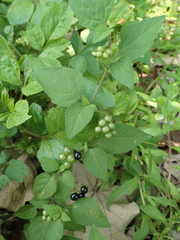 Solanum scabrum