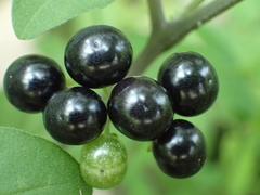 Solanum scabrum