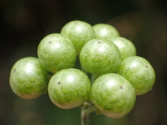 Solanum scabrum