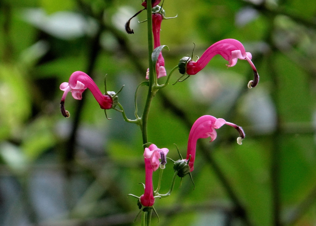Centropogon urubambae