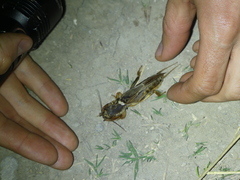 Gryllotalpa vineae
