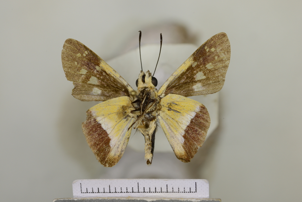 Pseudodrephalys hypargus