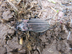 Carabus melancholicus