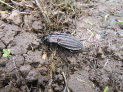 Carabus melancholicus