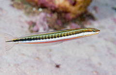 Piano Fangblenny photo 2