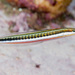 Piano Fangblenny - Photo (c) Erik Schlogl, some rights reserved (CC BY-NC), uploaded by Erik Schlogl