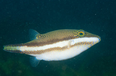 Canthigaster callisterna