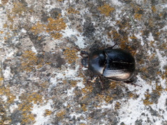 Pentodon bidens punctatus