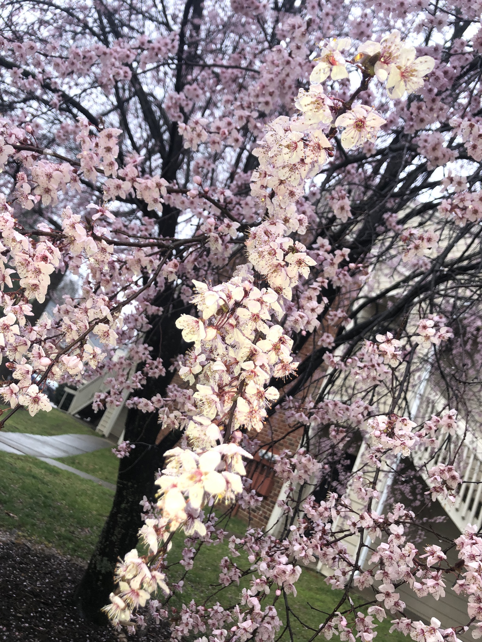 Imagem de Cerejeira-do-japão