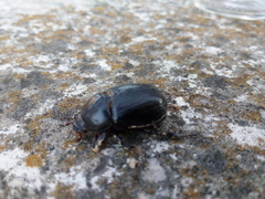 Pentodon bidens punctatus
