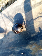 Pentodon bidens punctatus