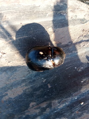 Pentodon bidens punctatus