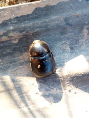 Pentodon bidens punctatus