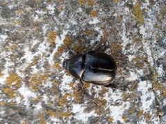 Pentodon bidens punctatus